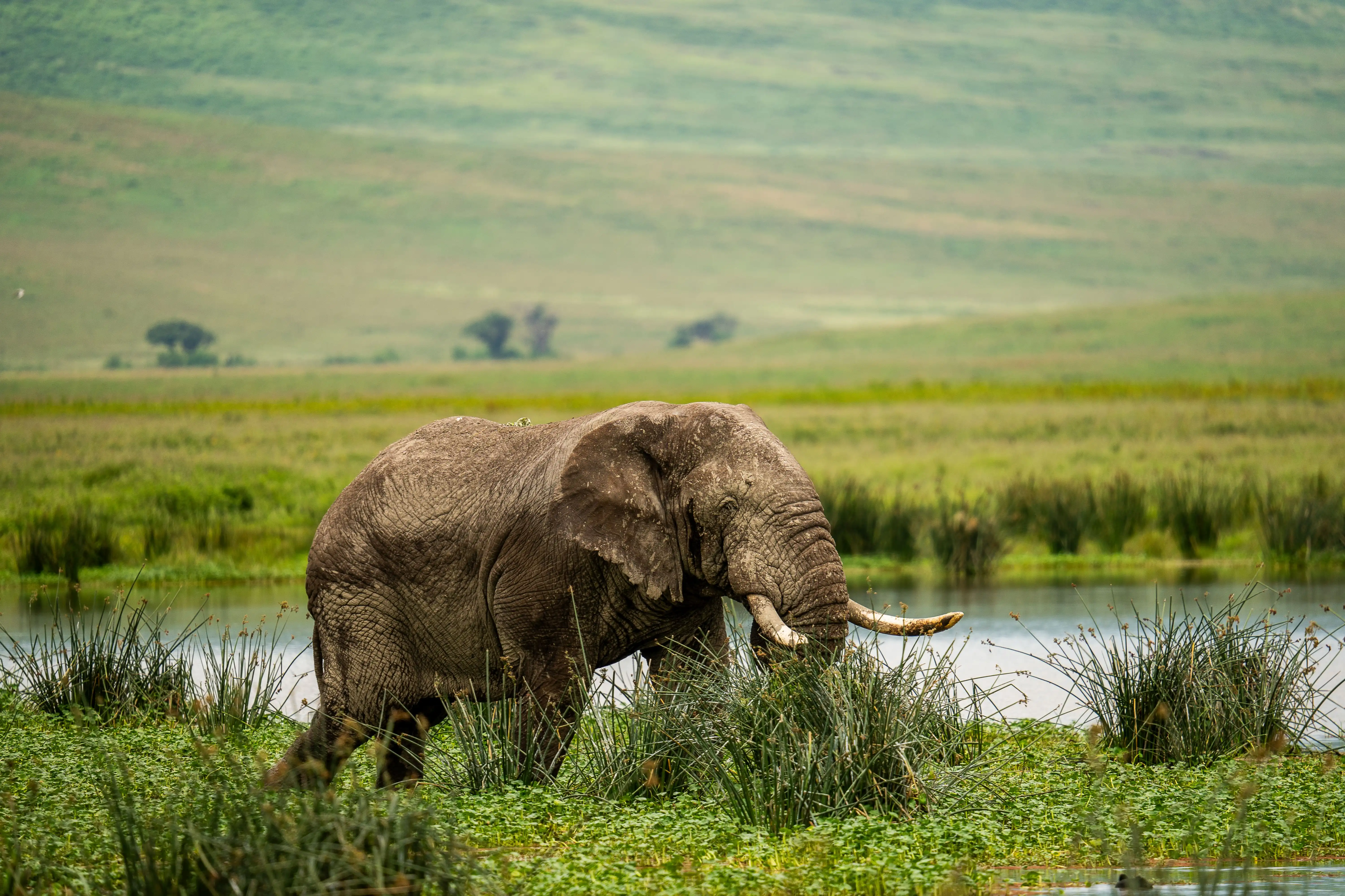 An elephant grazing in tall wetland grass beside a watering hole, with misty green hills in the background