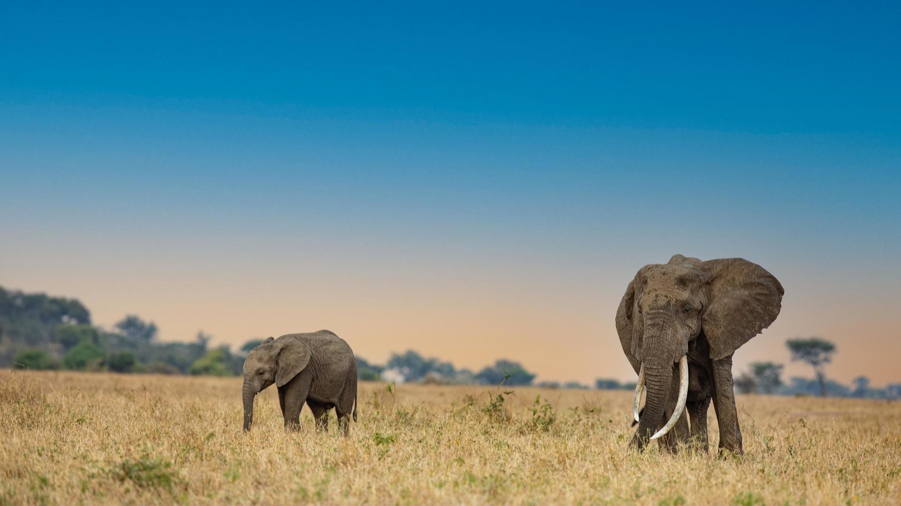 An elephant and her calf grazing golden grassland under a clear evening sky