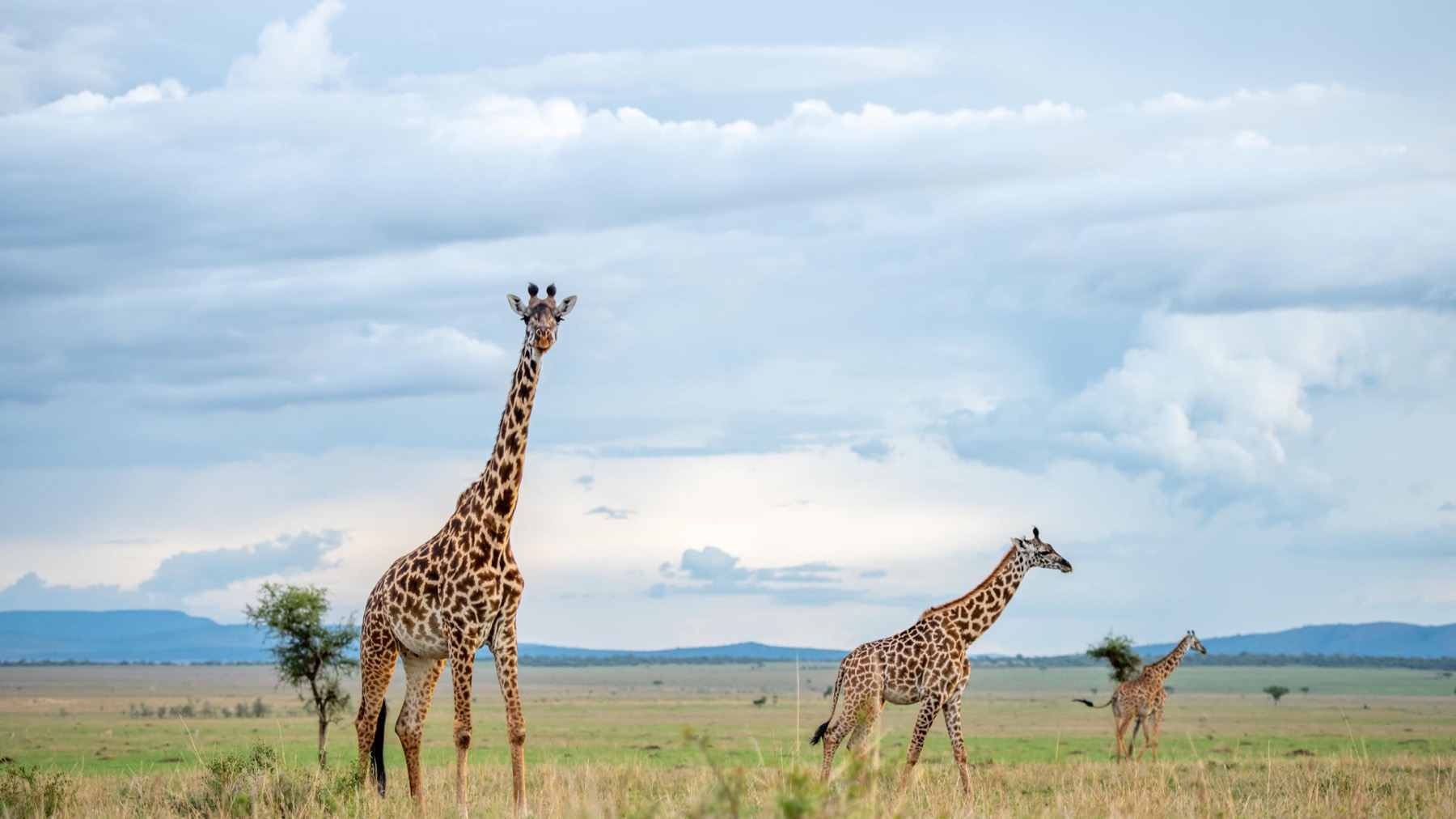 Three giraffes crossing open savannah beneath a wide, cloud-filled sky