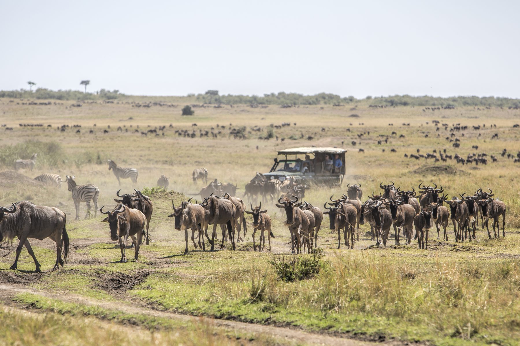Wildebeest herds streaming past a safari vehicle on the migration