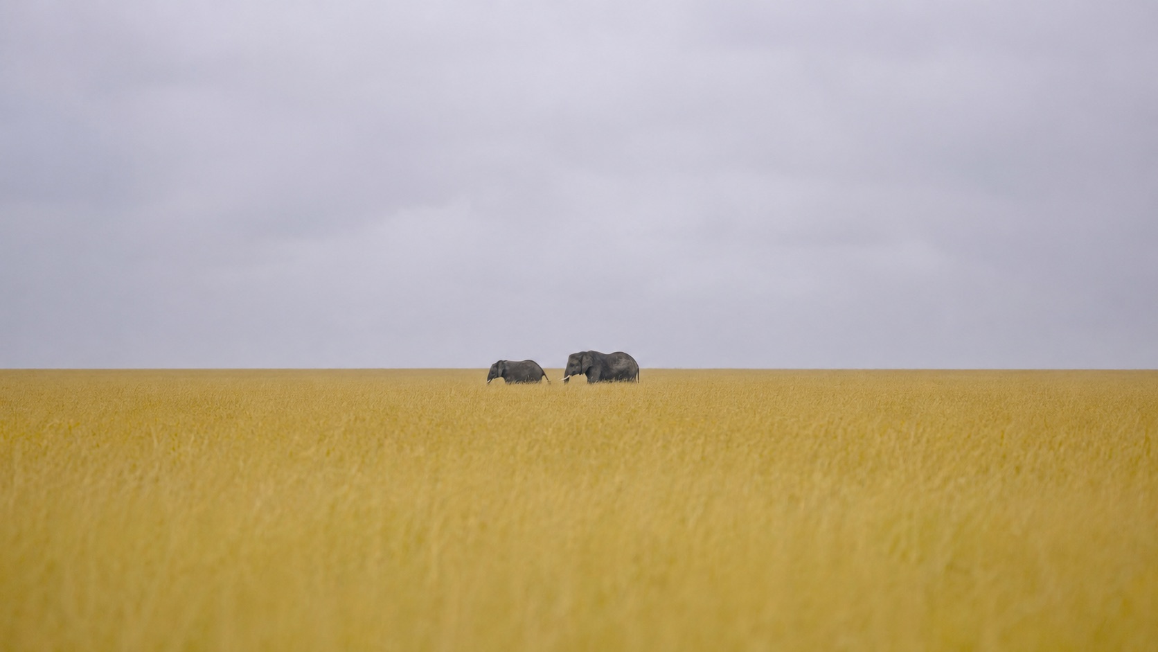 Two elephants crossing the open grassland on the horizon under a wide pale sky