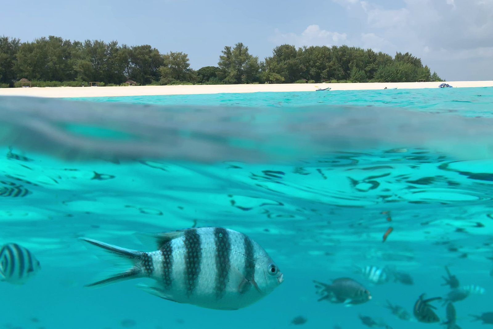 A reef fish in the shallow turquoise water off Mnemba Island